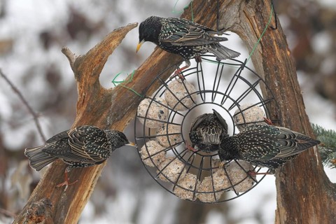 Starling (Sturnus vulgaris) at winter feeding in the forest, Allgäu, Bavaria, Germany, Allgäu,