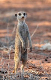 Standing meerkat (Suricatta suricata), on guard, Kgalagadi Transfrontier Park, Northern Cape, South