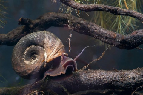 Great Ram's Horn snail, planorbarius corneus, posthorn snail, gastropod, mollusca, snails, molluscs