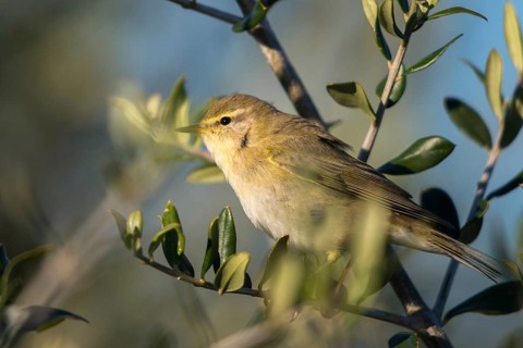Wild Warbler, Granelli, Italy, Pantani Cuba and Longarini, Phylloscopus Trochilus, Willow Warbler,