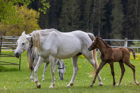 Foal pasture at Marbach main and state stud. Arabian mares with their foals. The stud is an