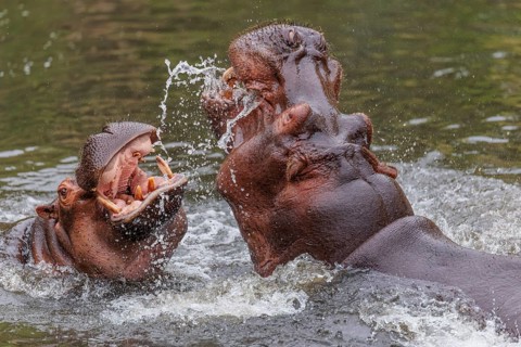 Two adult hippos (Hippopotamus amphibius) are fighting in the water with their mouths wide open.