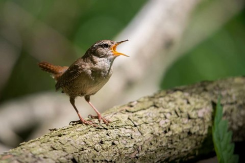 Troglodytes troglodytes, wren, birds, song, passeri, singing, songbirds, birds