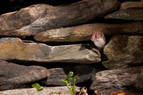 Carnivora, least weasel, mouse weasel, mustela nivalis, predators, dry-stone wall, mammals,