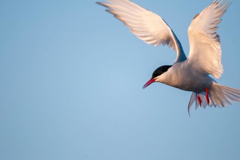 Arctic tern, arctic tern, Norway, sterna paradisaea, varanger, birds, charadriiformes, flying,