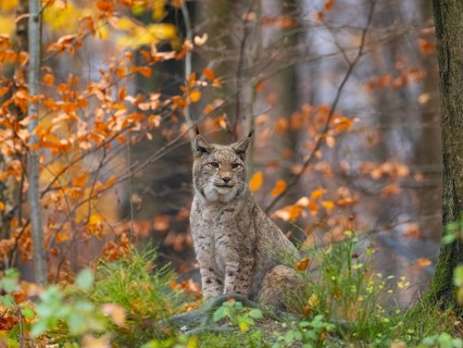 A lynx sits in autumn forest, Bilsteinhöhle wildlife park, Sauerland, North Rhine-Westphalia,