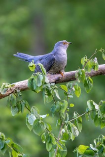 Cuckoo (Cuculus canorus), male, perched on a branch, Littlewood Ranch, Limbach, Burgenland, Austria