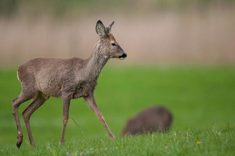 Artiodactyla, Capreolus capreolus, even-toed ungulate, cloven-hoofed, roe deer, mammals, mammals