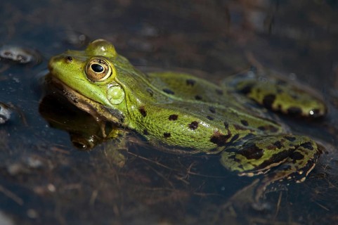 Green frog, pelophylax spec., rana spec., water frog, amphibians, amphibians, frog, frog, frogs,