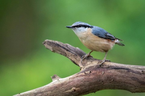 Nuthatch, Sitta Europaea, Birds, Passeri, Songbirds, Birds