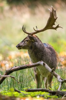 Dama dama, fallow deer, fallow deer, high size, vertical format, mammals, shovelers, mammals