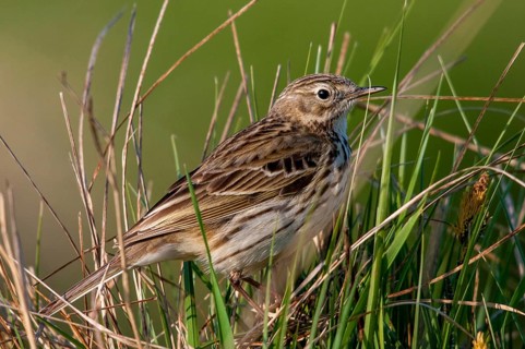 Anthus pratensis, meadow pipit, meadow pieper, birds, passeri, songbirds, birds