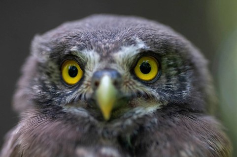 Glaucidium passerinum, pygmy owl, passerine owl, birds, owls, adolescent, juvenile, owls,