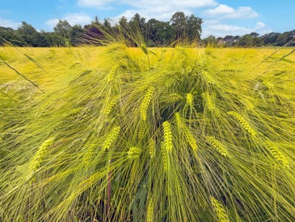 Wide-angle close-up of barley (Hordeum vulgare) in a large field, plant species from the sweet