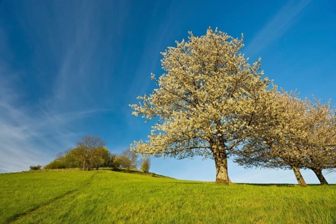 Blooming fruit trees, cherry trees, Rynartice, Bohemian Switzerland National Park, Czech Republic