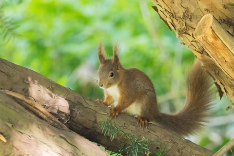 A squirrel (Sciurus vulgaris) resting on a tree surrounded by lush forest greenery, Hesse, Germany