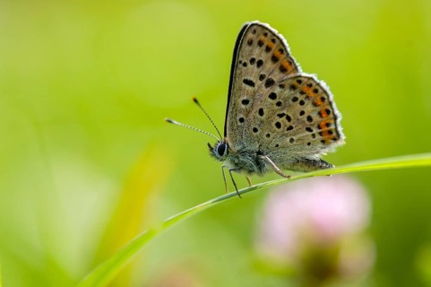 Brown moth, Lycaena tityrus, sulfur bird, sooty purple-edged copper, birds, butterfly, insects,