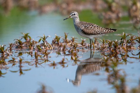 Bruchwasserlaeufer, tringa glareola, wood sandpiper, birds, charadriiformes, limikolen, mirror,