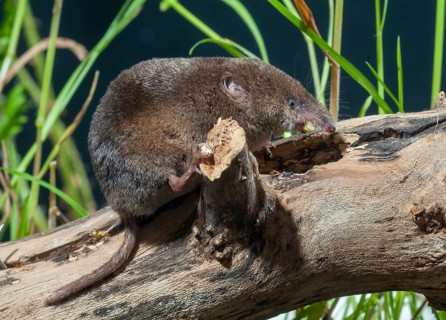 Common shrew, insectivora, insectivora, sorex araneus, wood shrew, mammals, shrew, mammals