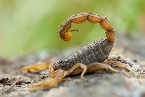 Arachnida, Buthus occitanus, common xellow scorpion, field scorpion, rock scorpion, yellow
