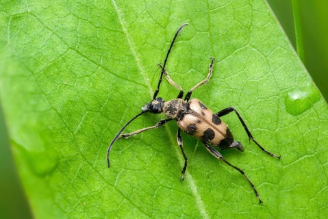 Flower buck, cerambycidae, spotted flower buck, judolia cerambyciformis, pachytod cerambyciformis,