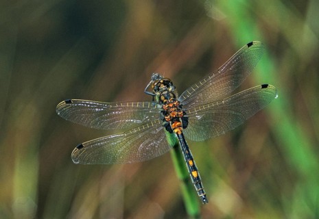Little moss maiden, leucorrhinia dubia, white-faced darter, anisoptera, damselflies, dragonflies,