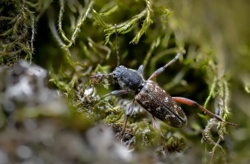Aspen zebra beetle, cerambycidae, dark woodpiper, gray aspen buck, wood wasp, xylotrechus rusticus,