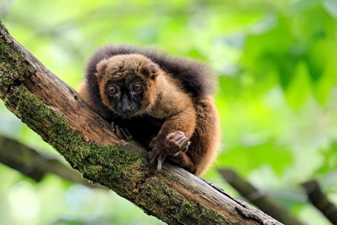 Red-bellied lemur (Eulemur rubriventer), adult female, on a tree trunk, alert, Madagascar