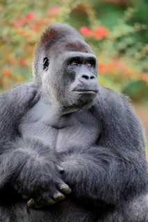 Western lowland gorilla (Gorilla gorilla gorilla), male, silverback, in captivity, found in Africa