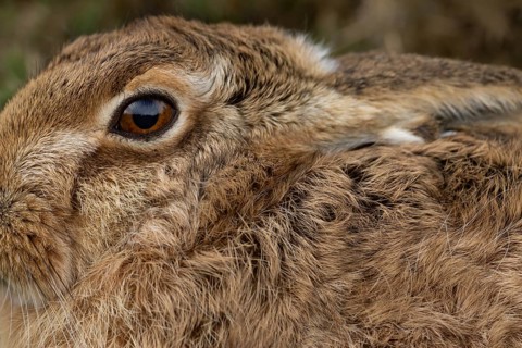 European brown hare (Lepus europaeus) adult animal head portrait, England, United Kingdom
