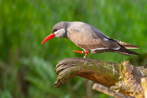 Inca tern (Larosterna inca) sitting on a branch, captive, distribution south america