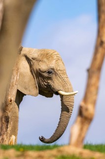 African bush elephant (Loxodonta africana) on a meadow, captive, distribution Afrika