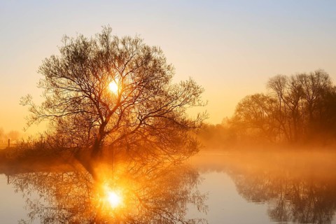 White willow (Salix alba) on the banks of the Lippe at sunrise, with morning mist, North