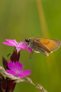 Brown-cropped brown thighead, ochre-yellow brown-thighead, ochre-yellow thighead, Thymelicus