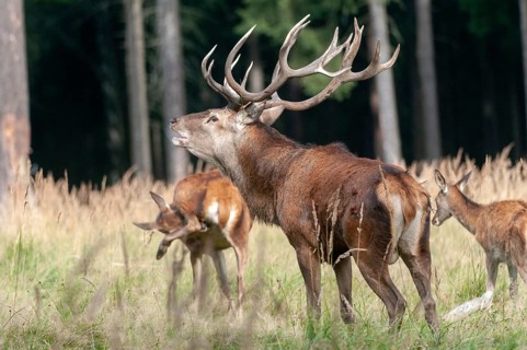 Artiodactyla, Cervus Elaphus, even-toed ungulate, cloven-hoofed, red deer, red deer, rutting, deer,