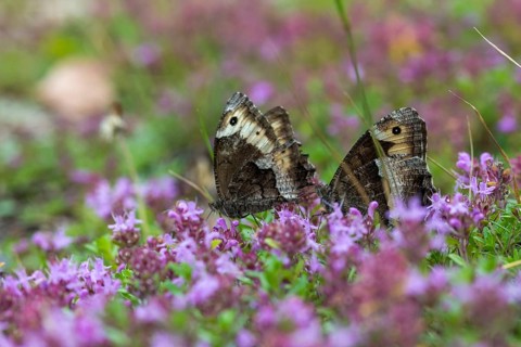 Hipparchia alcyone, Hipparchia hermione, small forest porter, rock grayling, butterfly, insects,