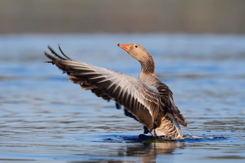 Greylag goose (Anser anser), flapping wings, North Rhine-Westphalia, Germany