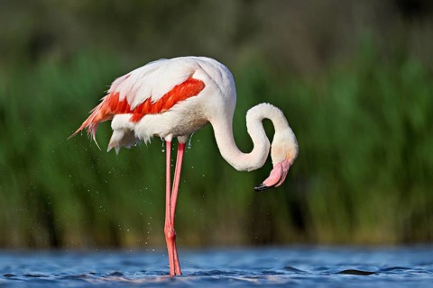Pink flamingo (Phoenicopterus roseus), standing in the water preening its plumage, Camargue