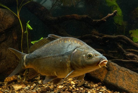 Carp, Cyprinus carpio, carp, fish, fishes, leather carp, pisces, mirror carp