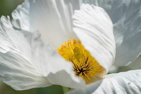 Wood poppy (Papaver cambricum), Chelsea Physic Garden, historic botanical garden, the oldest