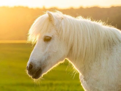 Pony, Shetland pony, mold, gelding, portrait, evening sun, back light