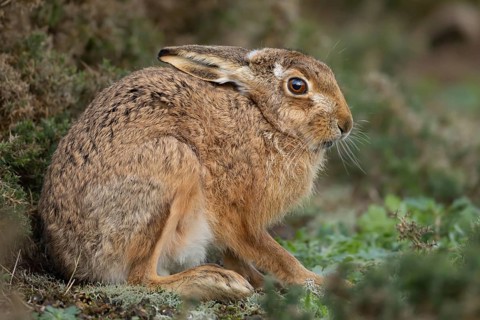 European brown hare (Lepus europaeus) adult animal in grassland, England, United Kingdom