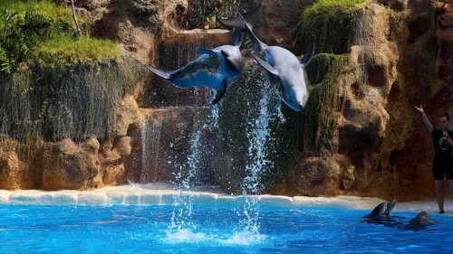 Two dolphins jumping synchronised in front of a waterfall in a pool, dolphin, dolphin