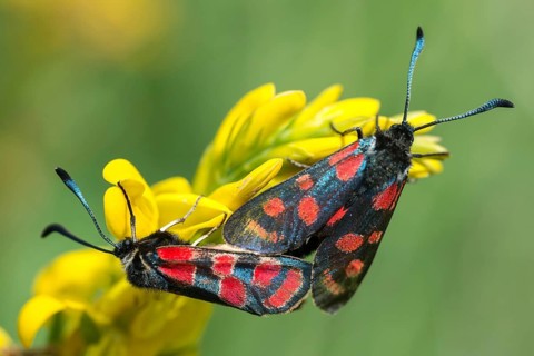 Carniolane burnet, eastern burnet moth, esparset ram, Carniola ram, zygaena carniolica, blood