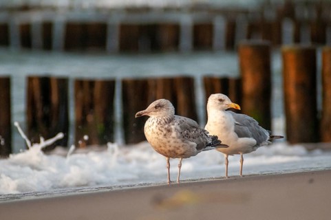Herring gull, Larus argentatus, herring gull, birds, charadriiformes, gulls, limbols, seagulls,