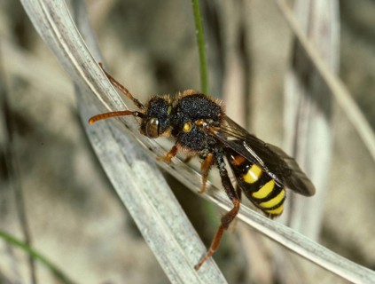 Hymenoptera, Lathbury's Nomad, Nomada Lathburiana, redheaded wasp bee, insects, wild bees