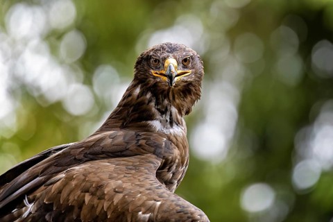 A close-up of a proud eagle with a piercing gaze against a green backdrop: a golden eagle (Aquila