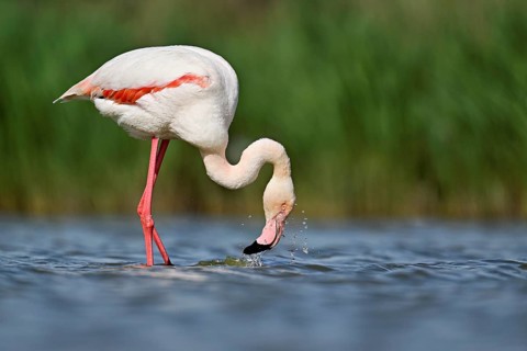 Pink flamingo (Phoenicopterus roseus), standing in the water whilst foraging, Camargue Regional