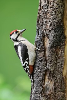 Great spotted woodpecker (Dendrocopos major, Picoides major), young bird, North Rhine-Westphalia,