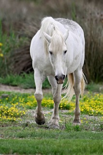 Camargue horse (Equus caballus), running across a meadow of yellow flowers in bloom,